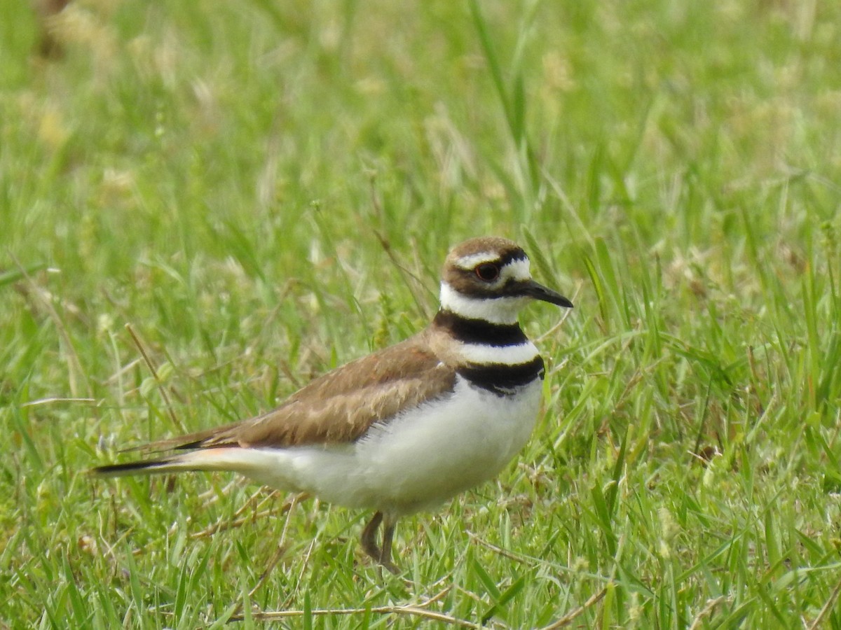 Killdeer - ML150440791