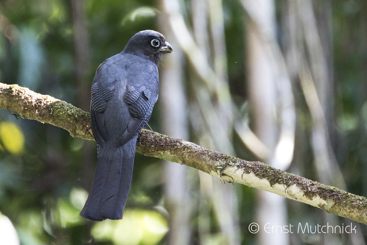 Baird's Trogon - Ernst Mutchnick