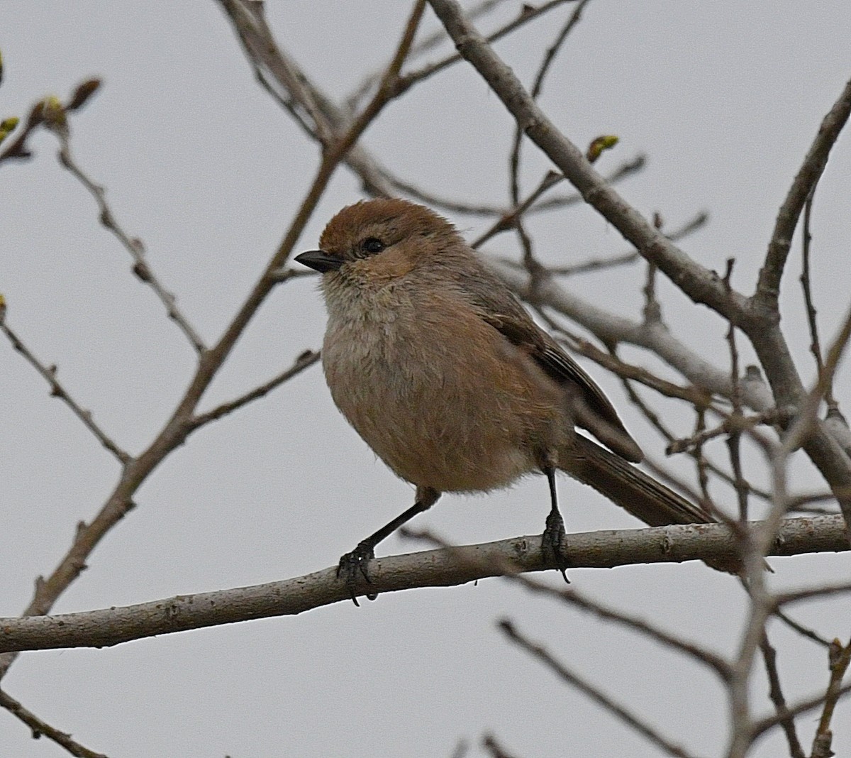 Bushtit - Daniel Murphy