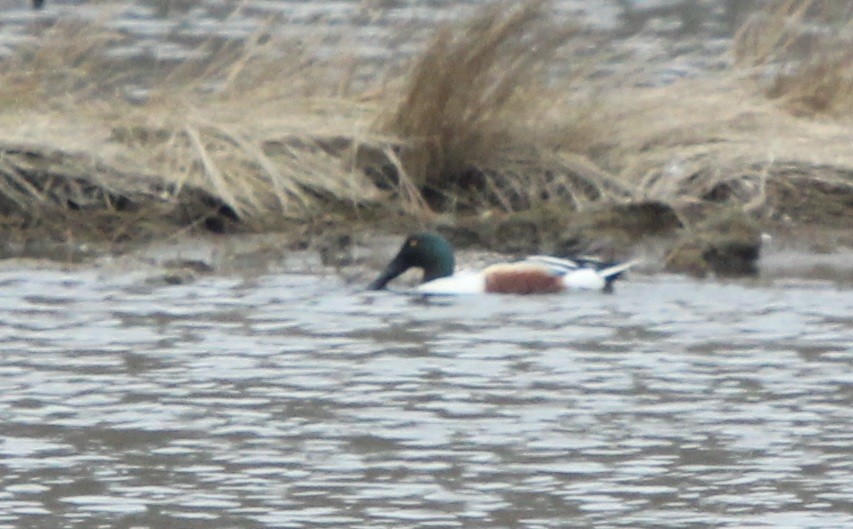 Northern Shoveler - ML150442521