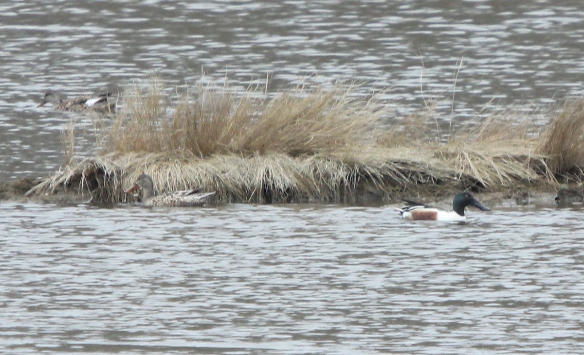 Northern Shoveler - Dylan Pedro