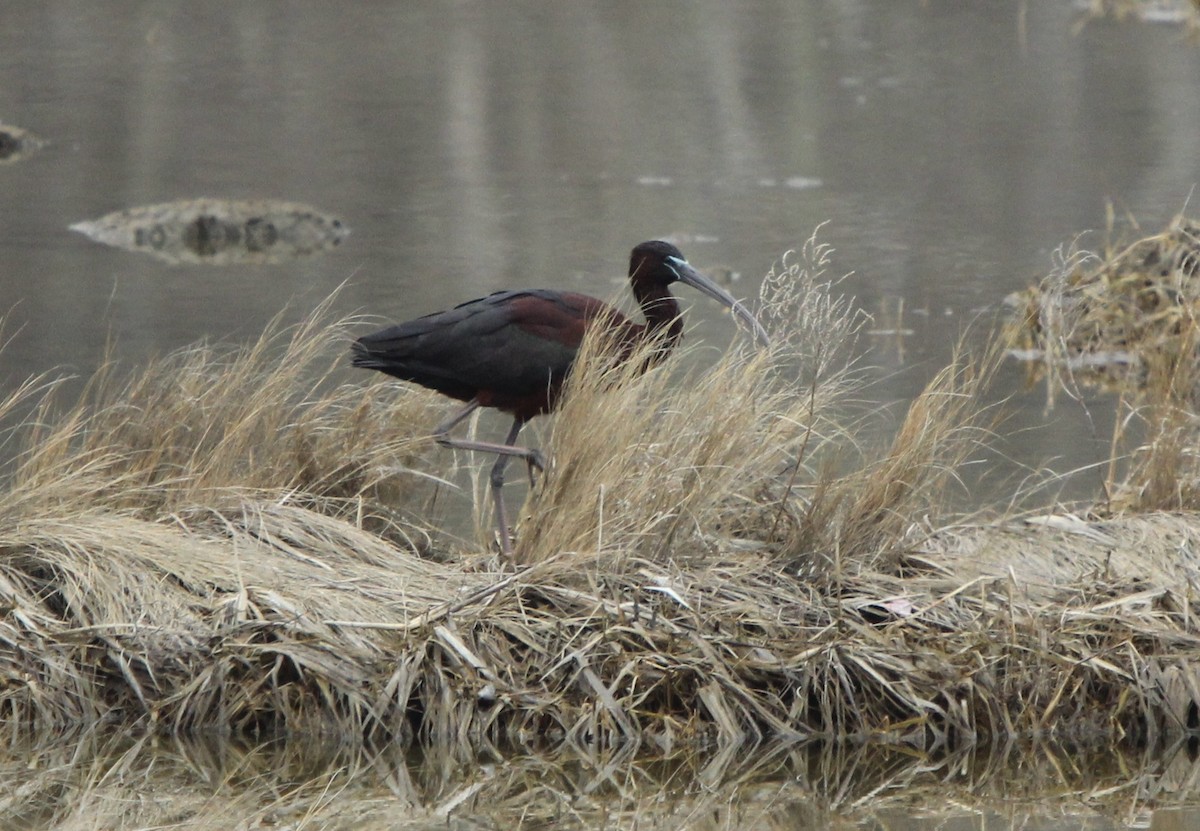 Glossy Ibis - ML150442661