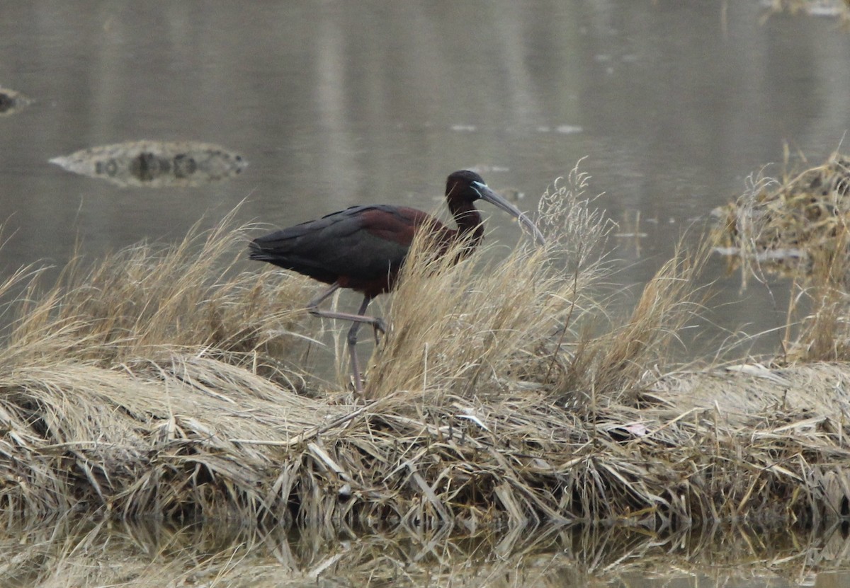 Glossy Ibis - Dylan Pedro