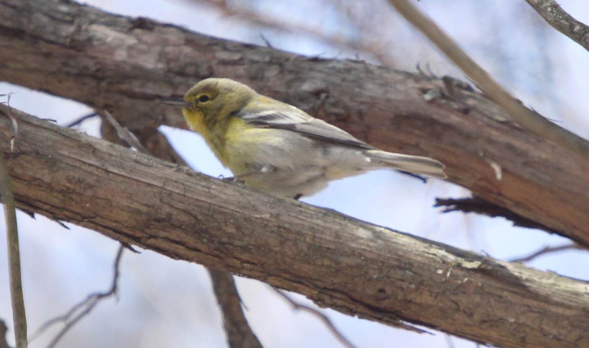 Pine Warbler - ML150442791