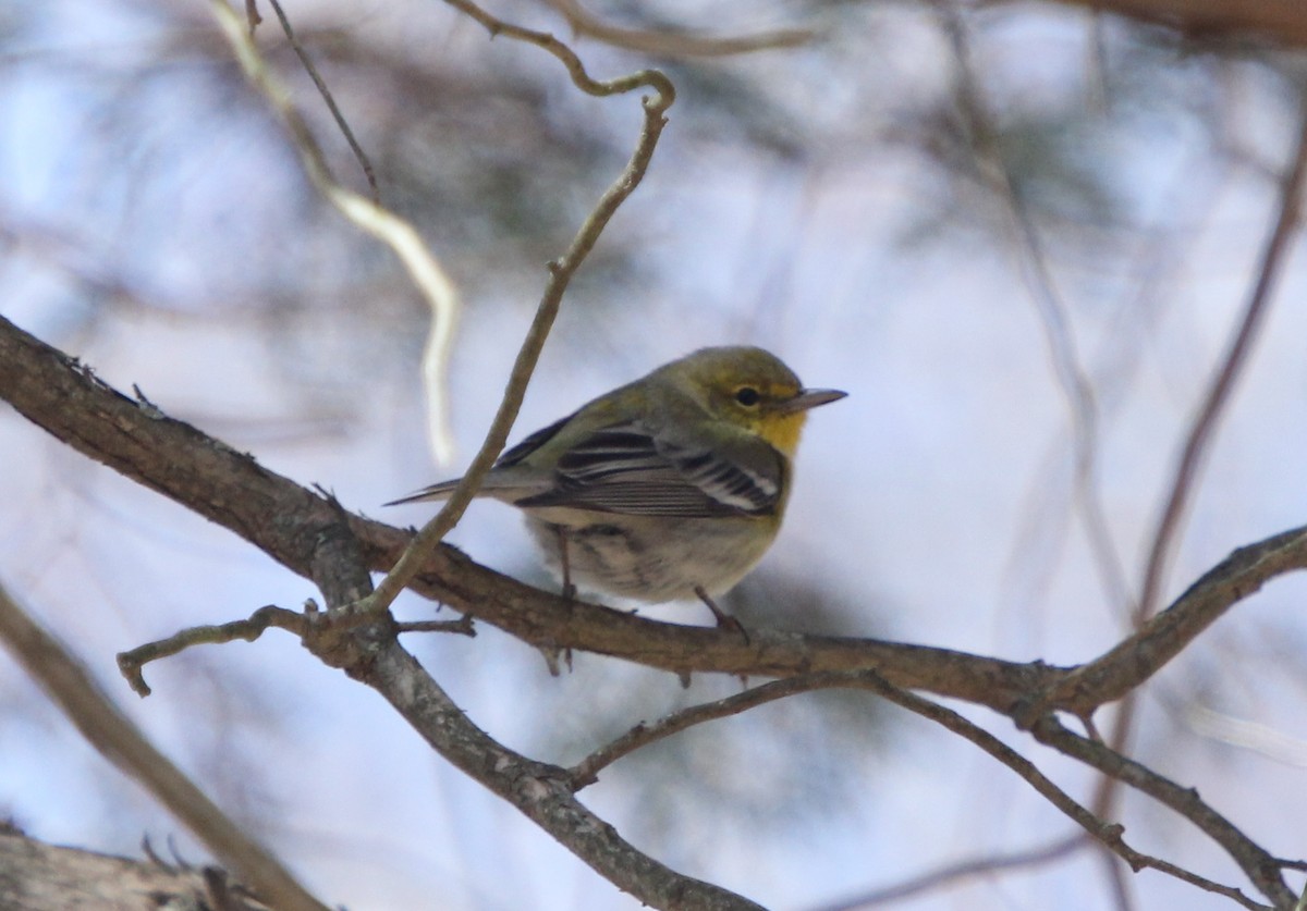 Pine Warbler - ML150442871