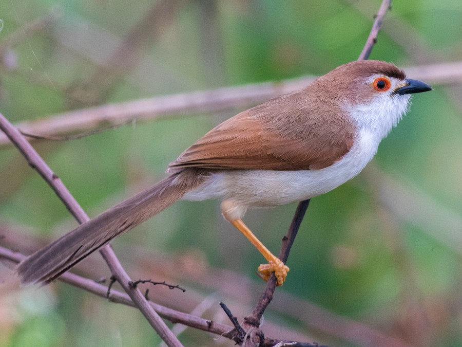 Yellow-eyed Babbler - Great Backyard Bird Count