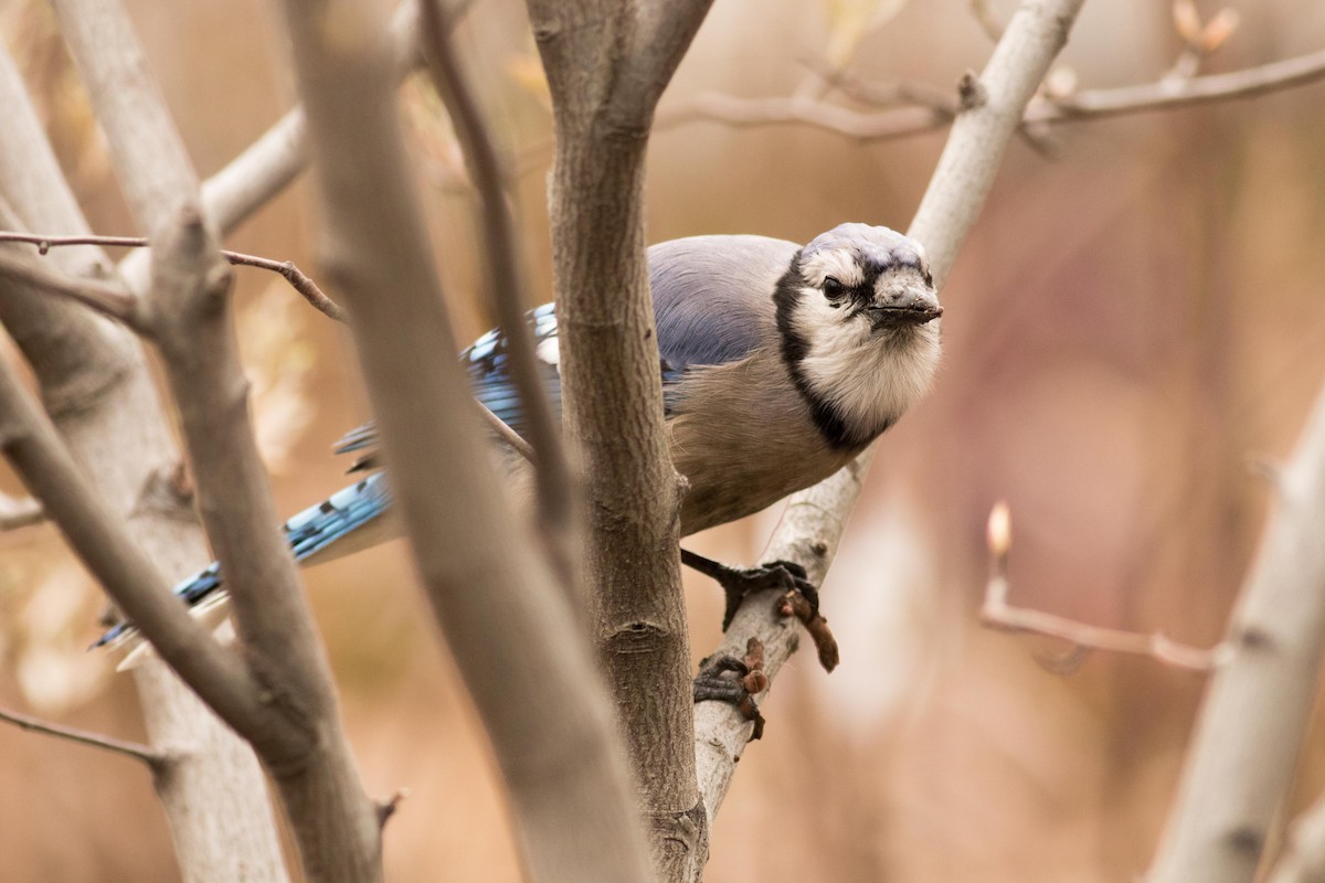 Blue Jay - ML150443451