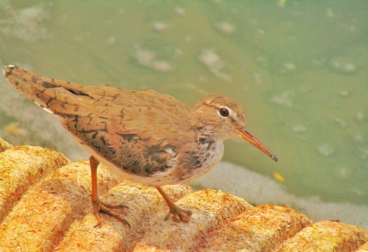 Spotted Sandpiper - ML150443751