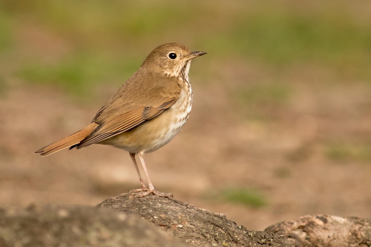 Hermit Thrush - ML150445761