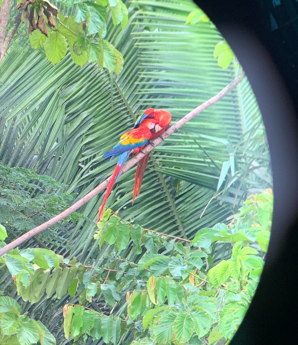 Scarlet Macaw - ML150448031