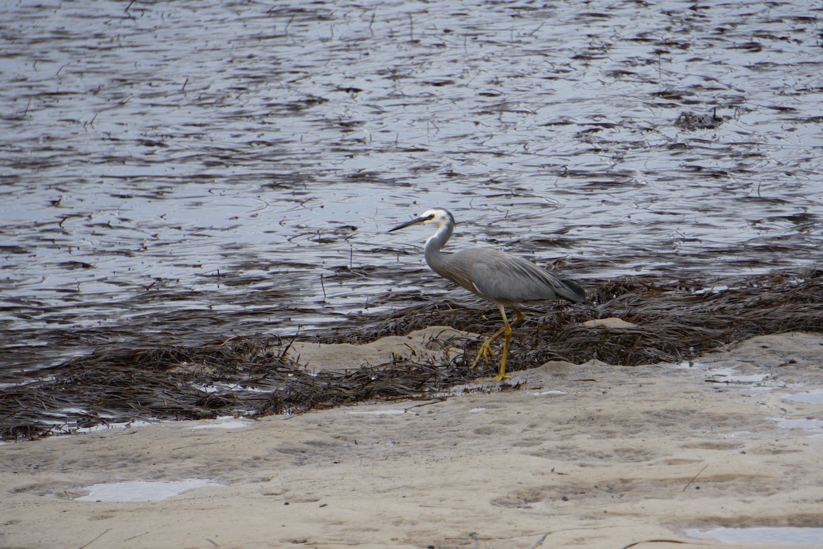 White-faced Heron - ML150452031