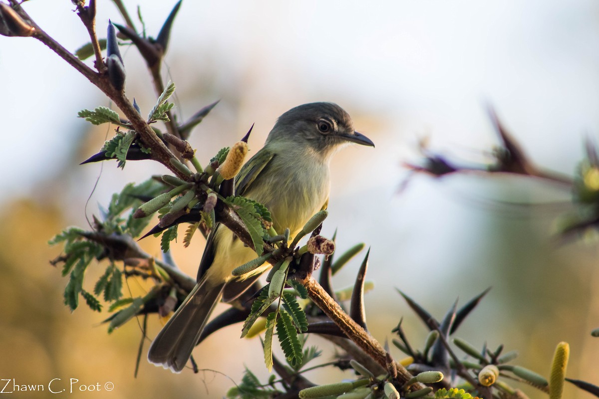 Yellow-olive Flatbill - ML150452821