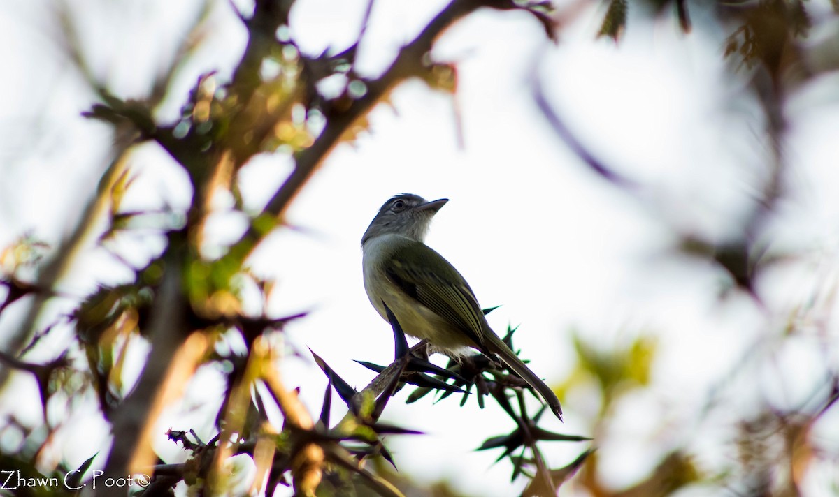 Yellow-olive Flatbill - ML150452831