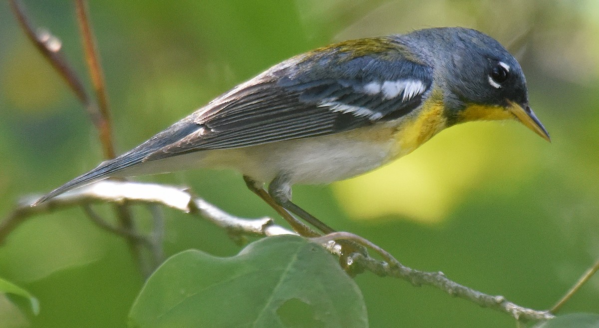 Northern Parula - ML150453711