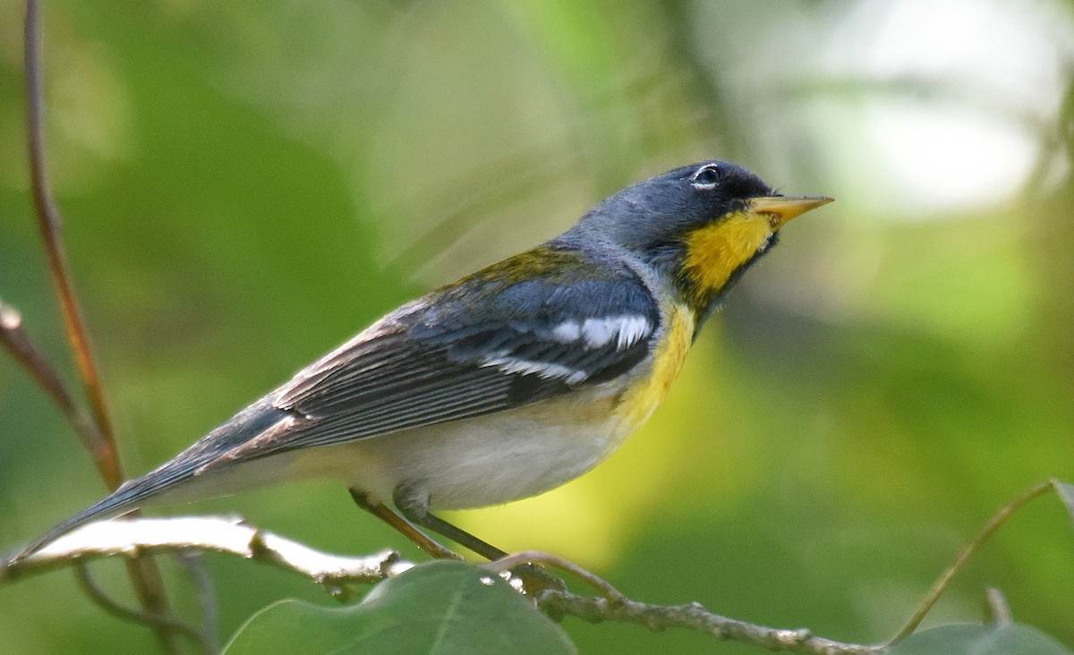 Northern Parula - ML150453731