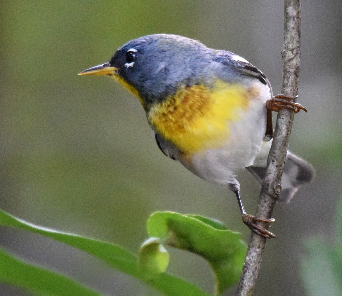 Northern Parula - ML150453741