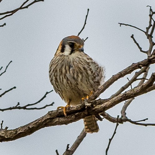 American Kestrel - ML150456691