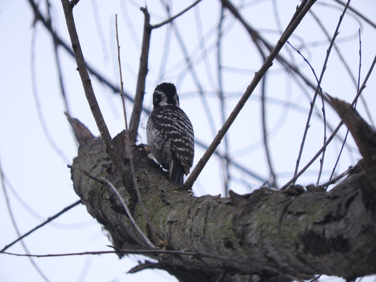 Nuttall's Woodpecker - Aidan Coohill