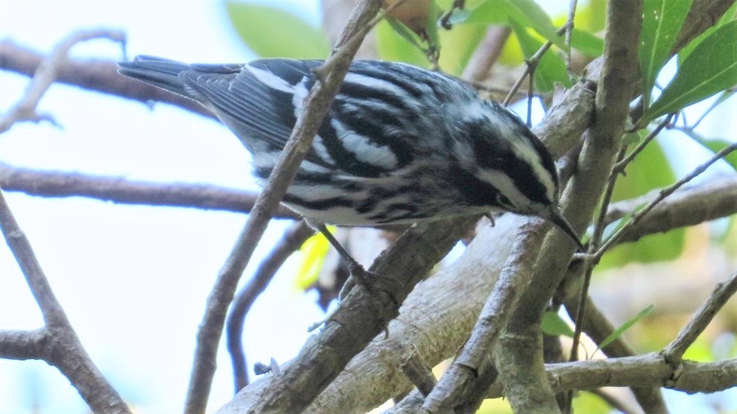 Black-and-white Warbler - ML150458571