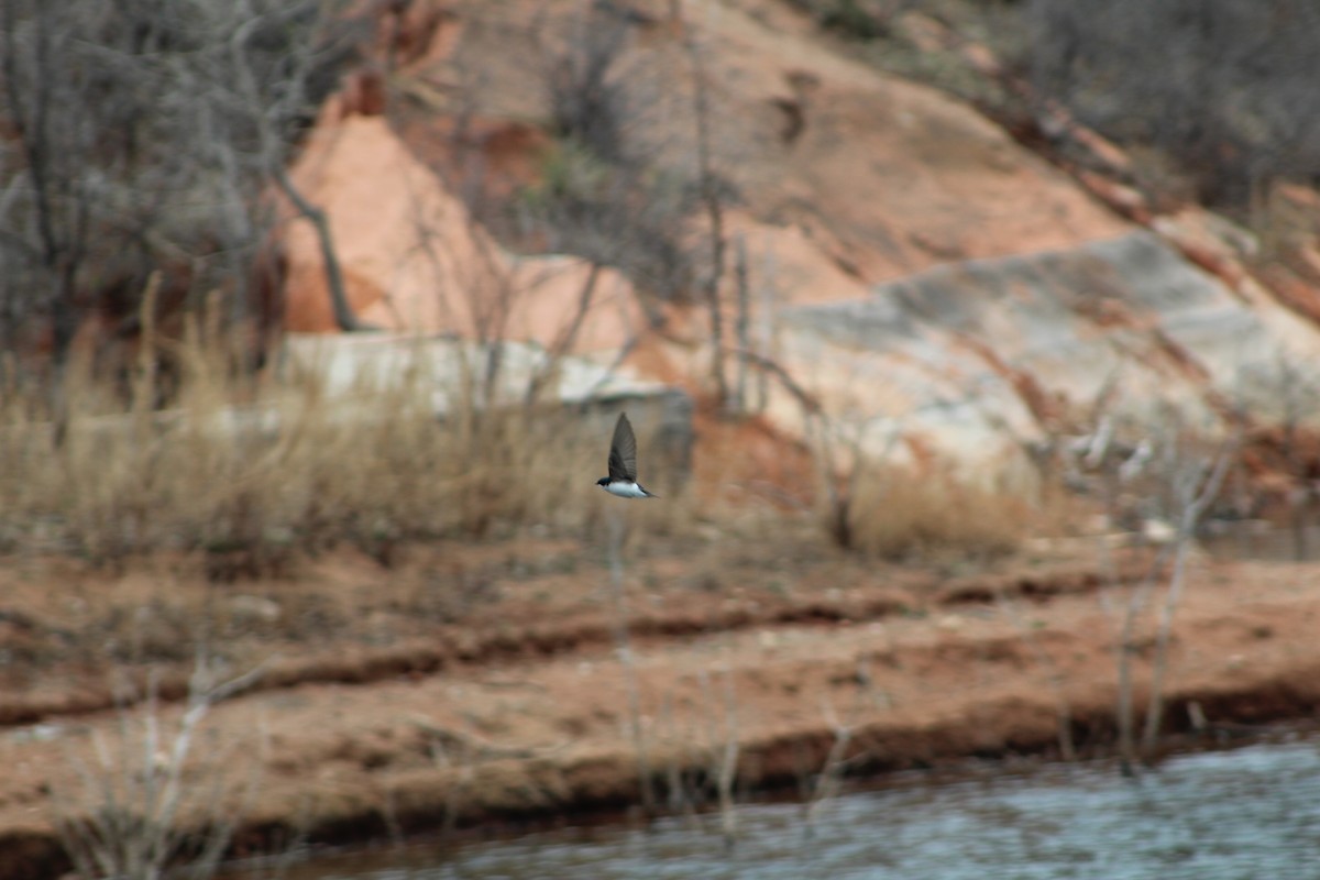 Tree Swallow - ML150458691