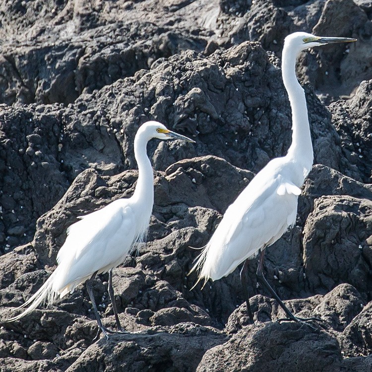 Medium Egret - www.aladdin .st