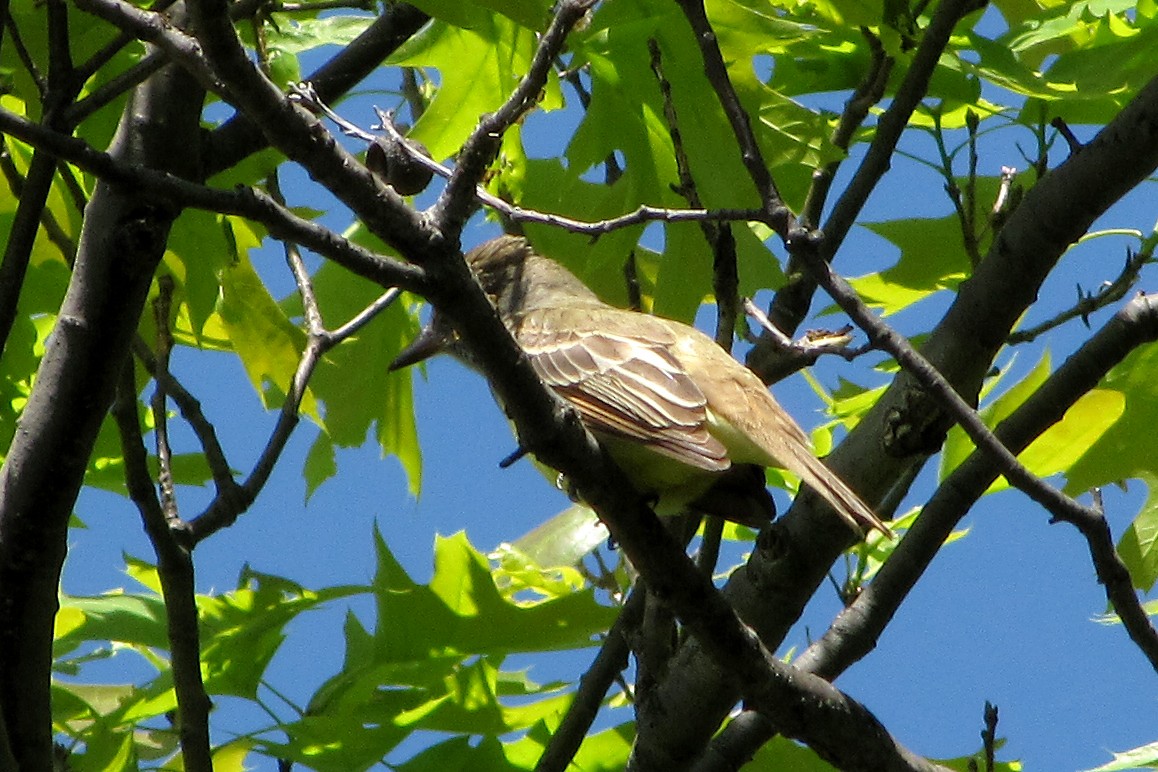 Great Crested Flycatcher - ML150460421