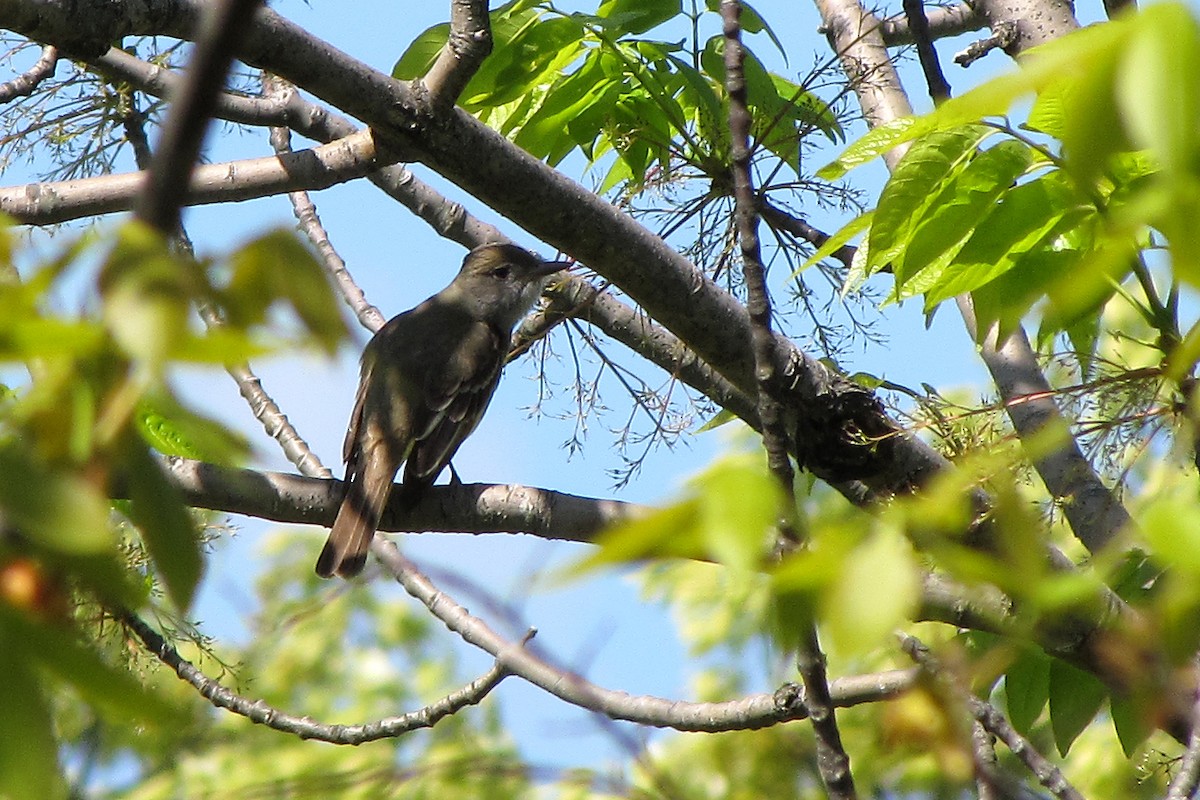 Great Crested Flycatcher - ML150460471