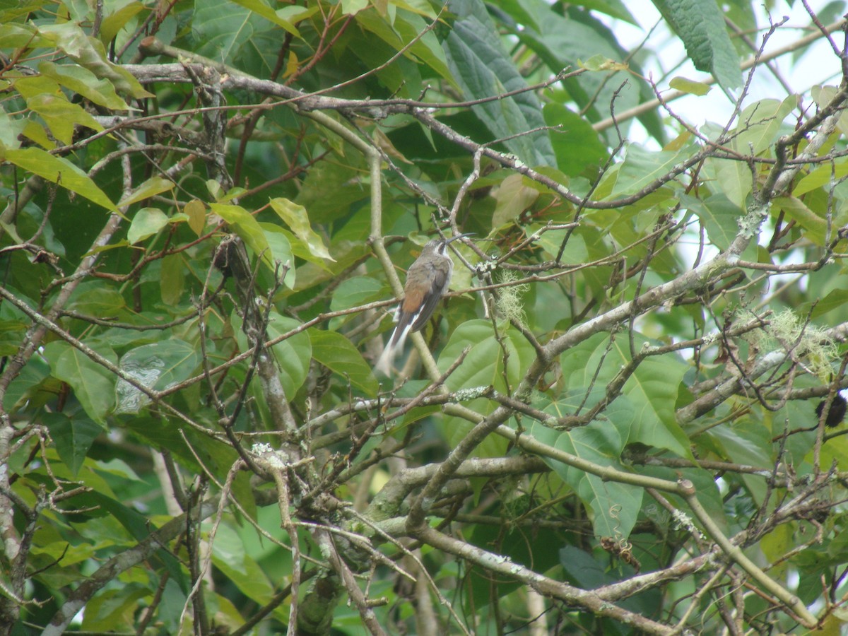 Sooty-capped Hermit - Daniel de Jesus Garcia León