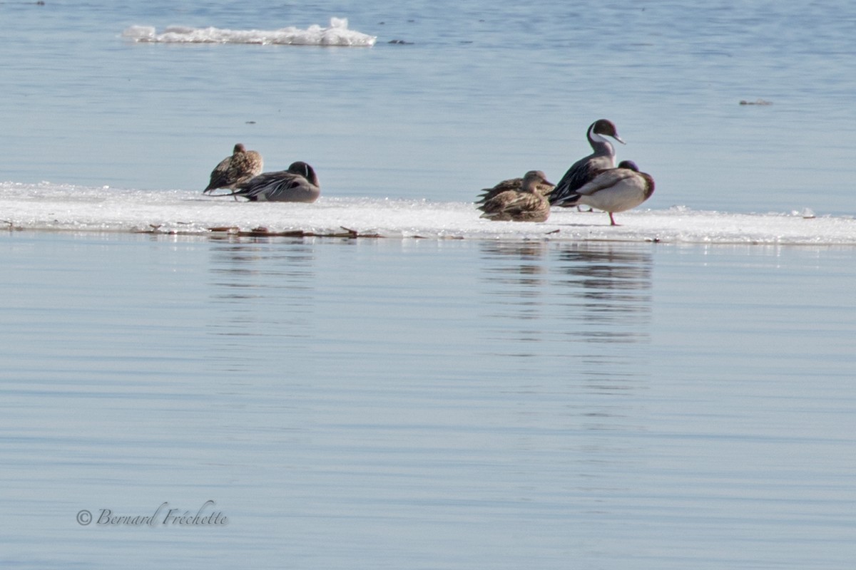 Northern Pintail - ML150462571