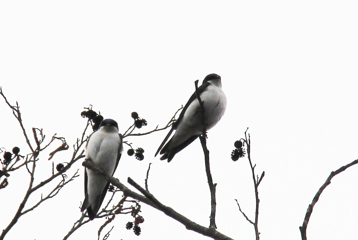 Golondrina Bicolor - ML150462641