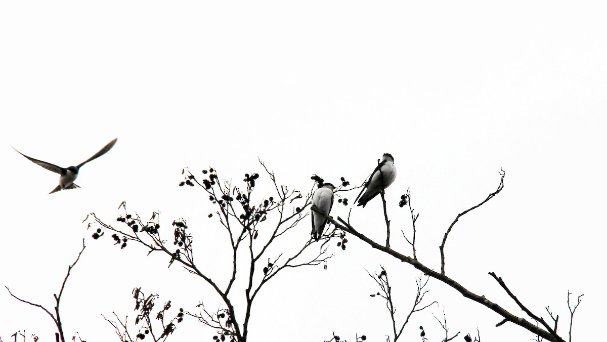 Tree Swallow - Stefan Mutchnick