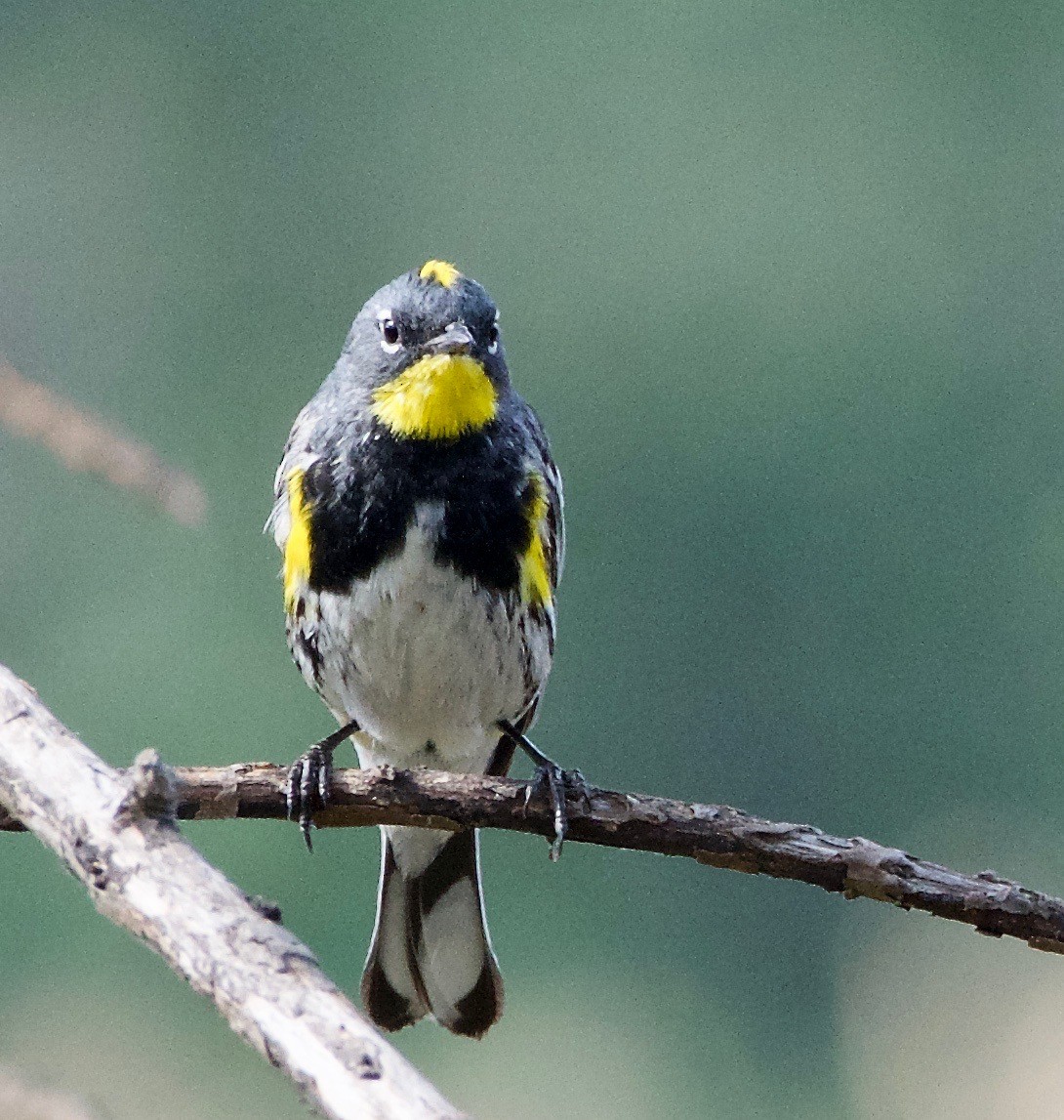 Kronenwaldsänger (Audubonwaldsänger) - ML150463191