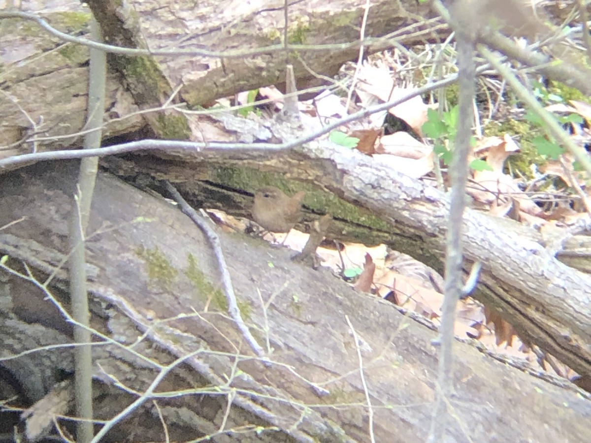 Troglodyte des forêts - ML150463441