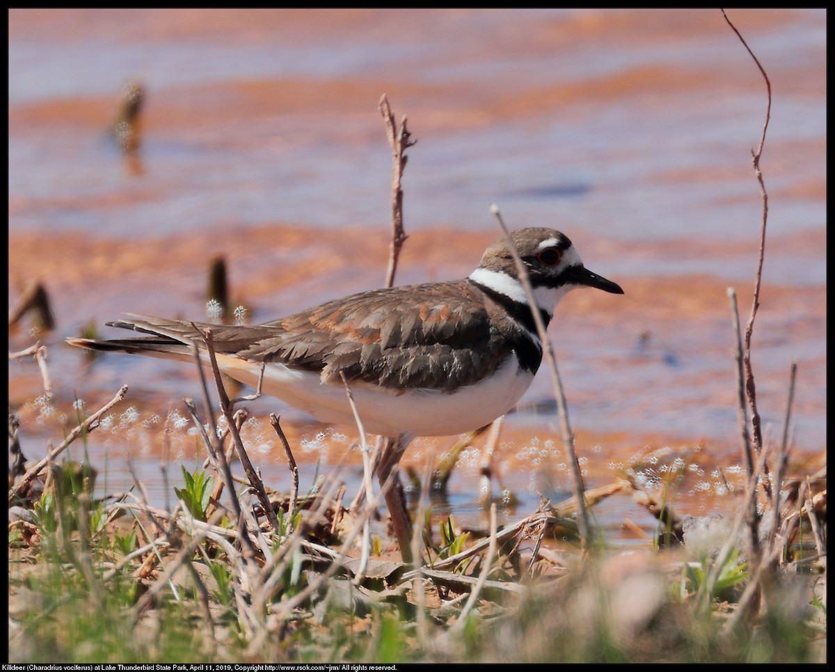 Killdeer - John Moyer