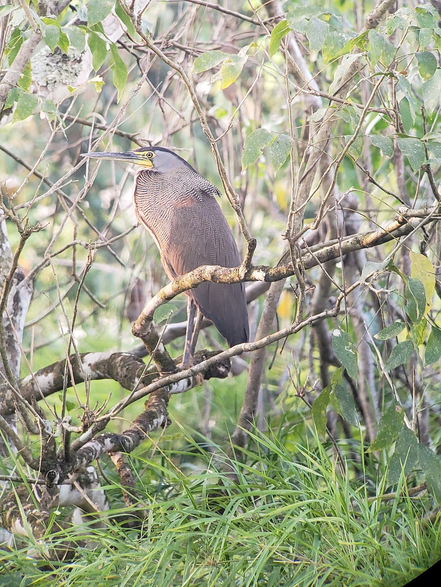 Bare-throated Tiger-Heron - ML150465481