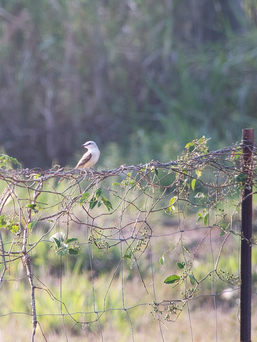 Scissor-tailed Flycatcher - ML150465551