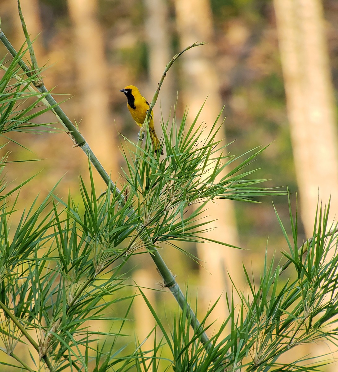 Yellow-tailed Oriole - ML150465871