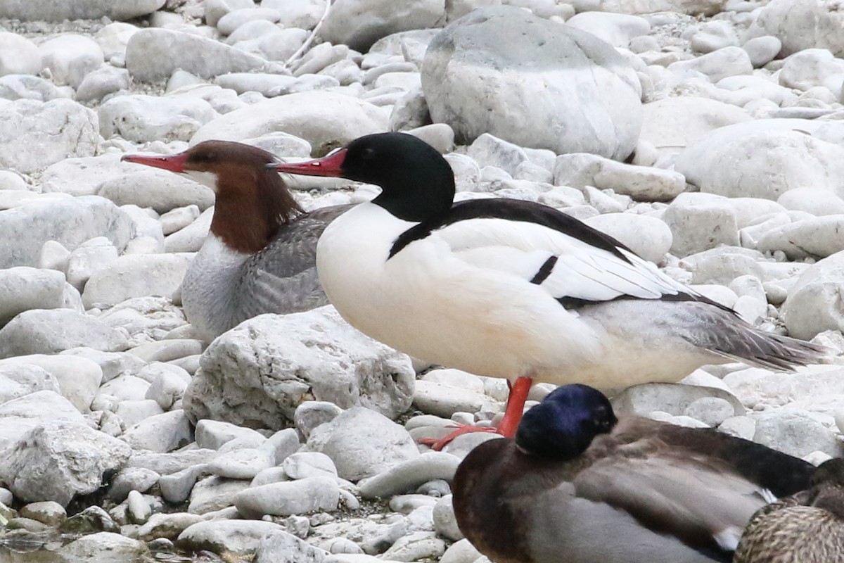 Common Merganser - ML150466631