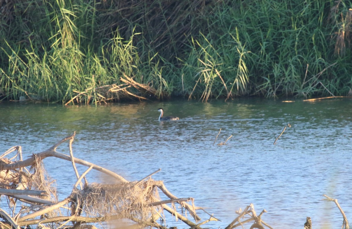 Western Grebe - ML150467661