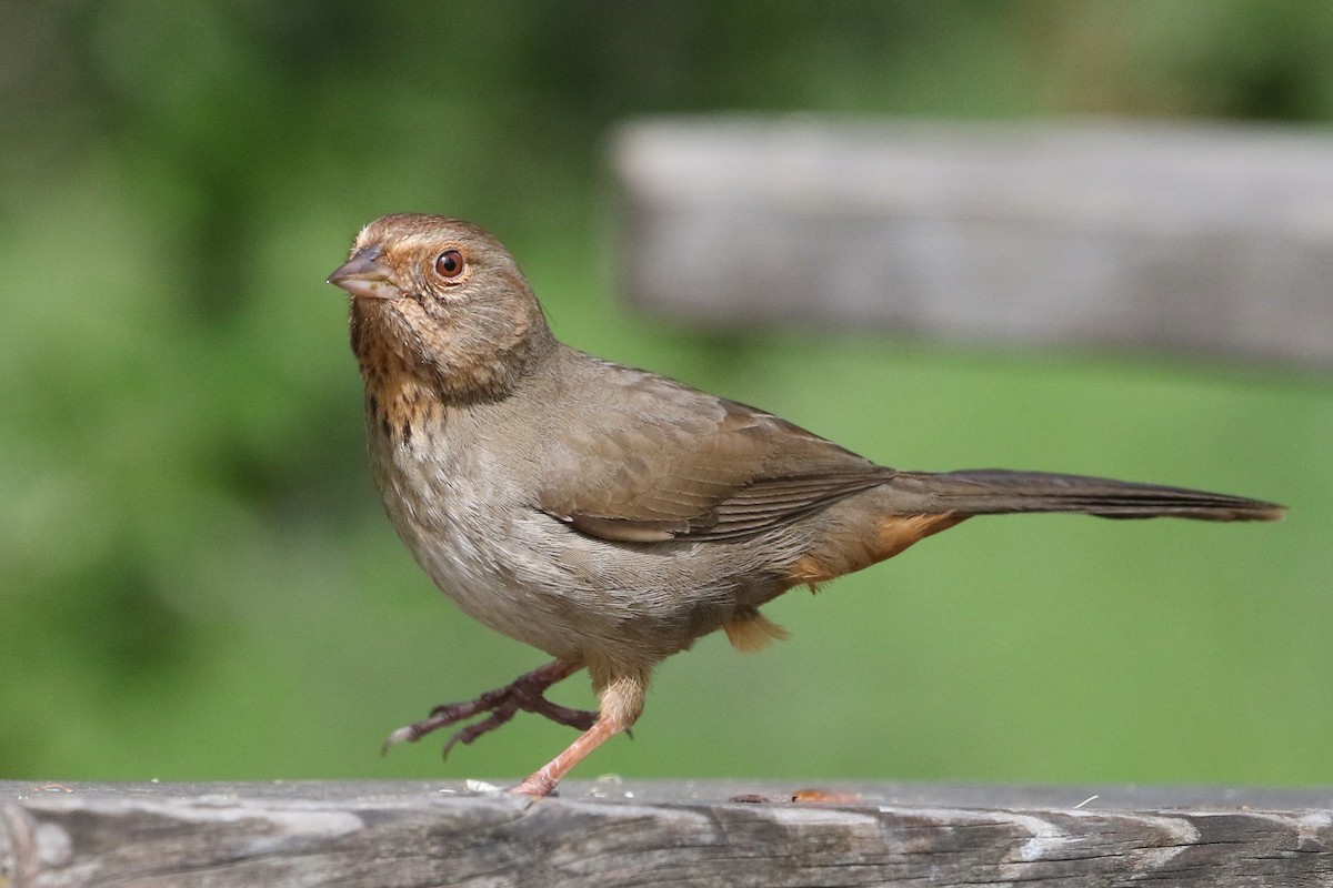 California Towhee - ML150467771