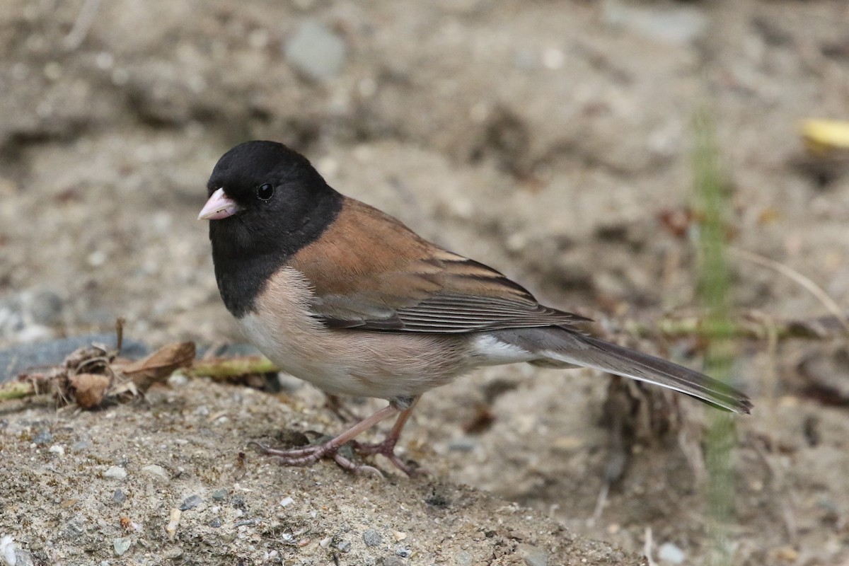 Dark-eyed Junco (Oregon) - ML150467801