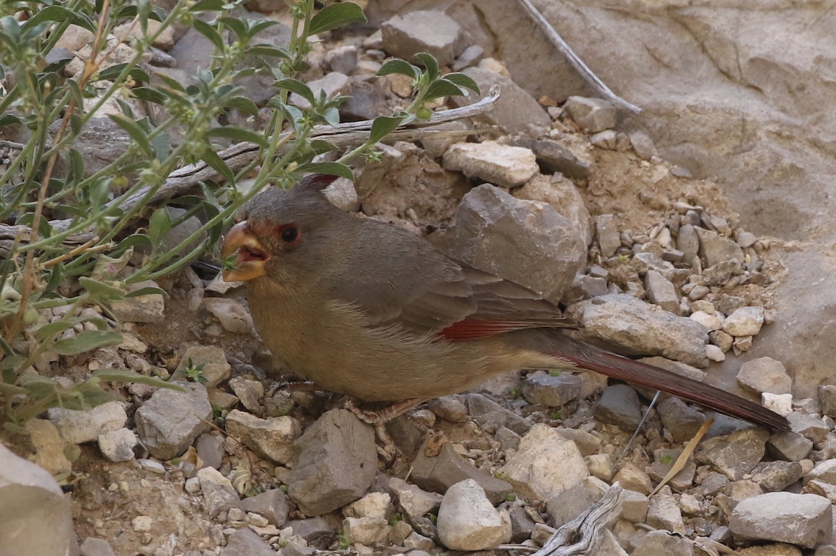 Cardinal pyrrhuloxia - ML150467891