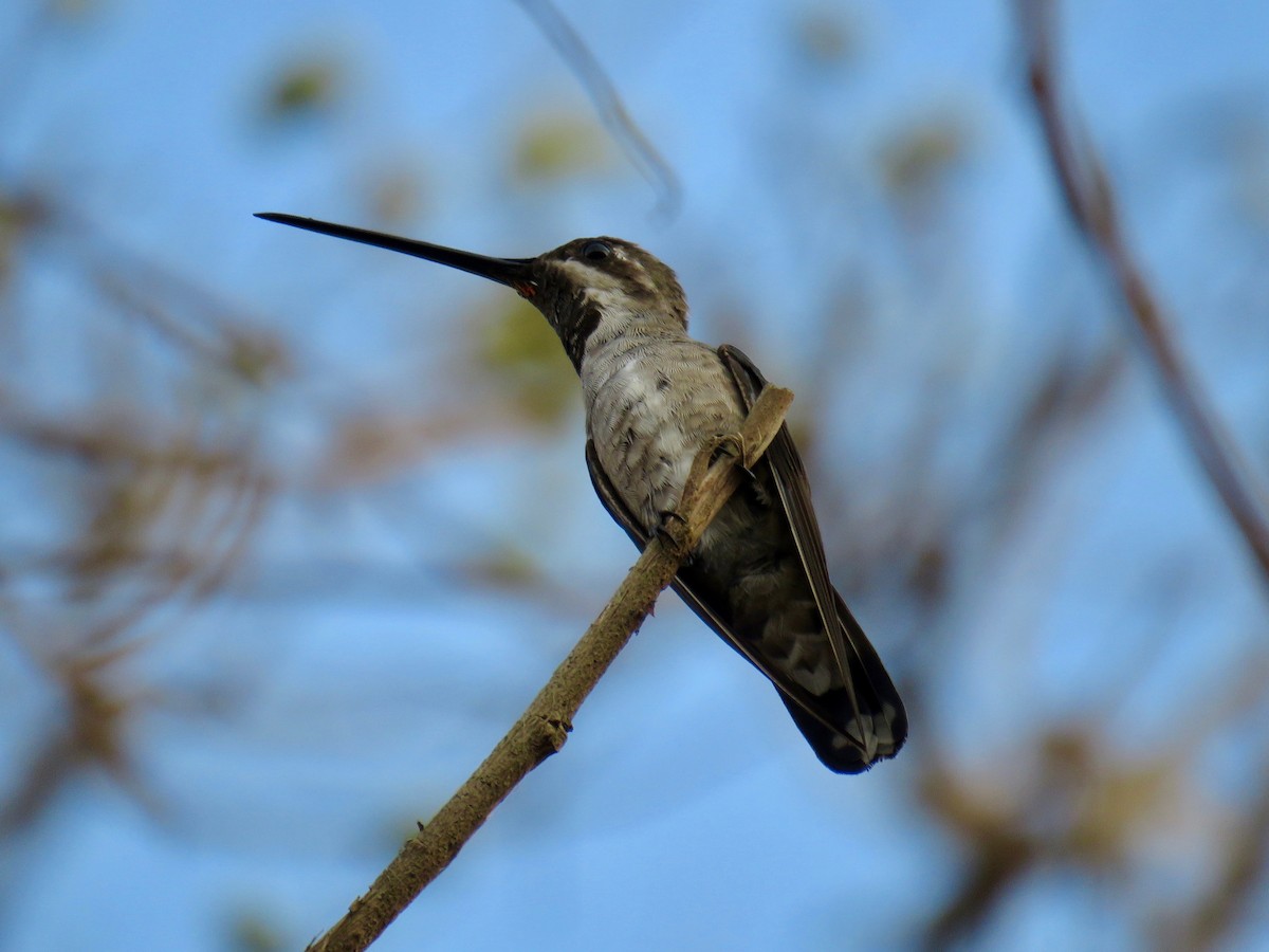 Plain-capped Starthroat - ML150468221