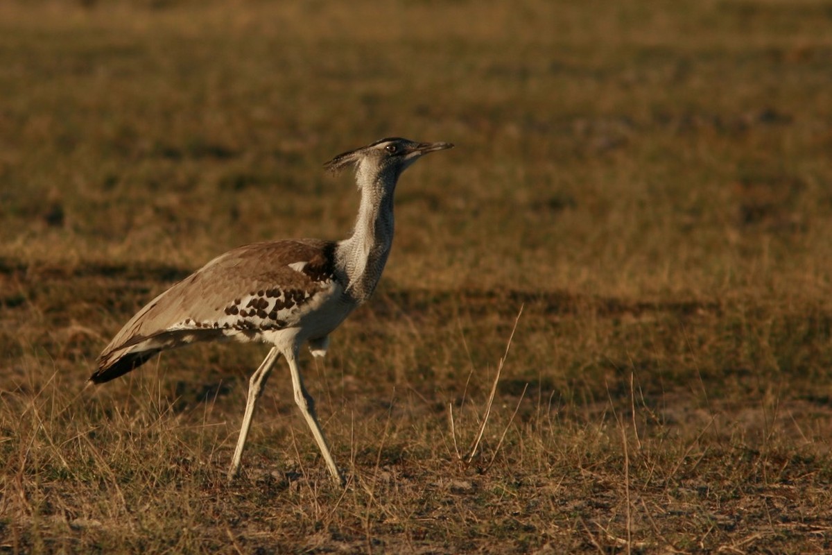 Kori Bustard - ML150468241