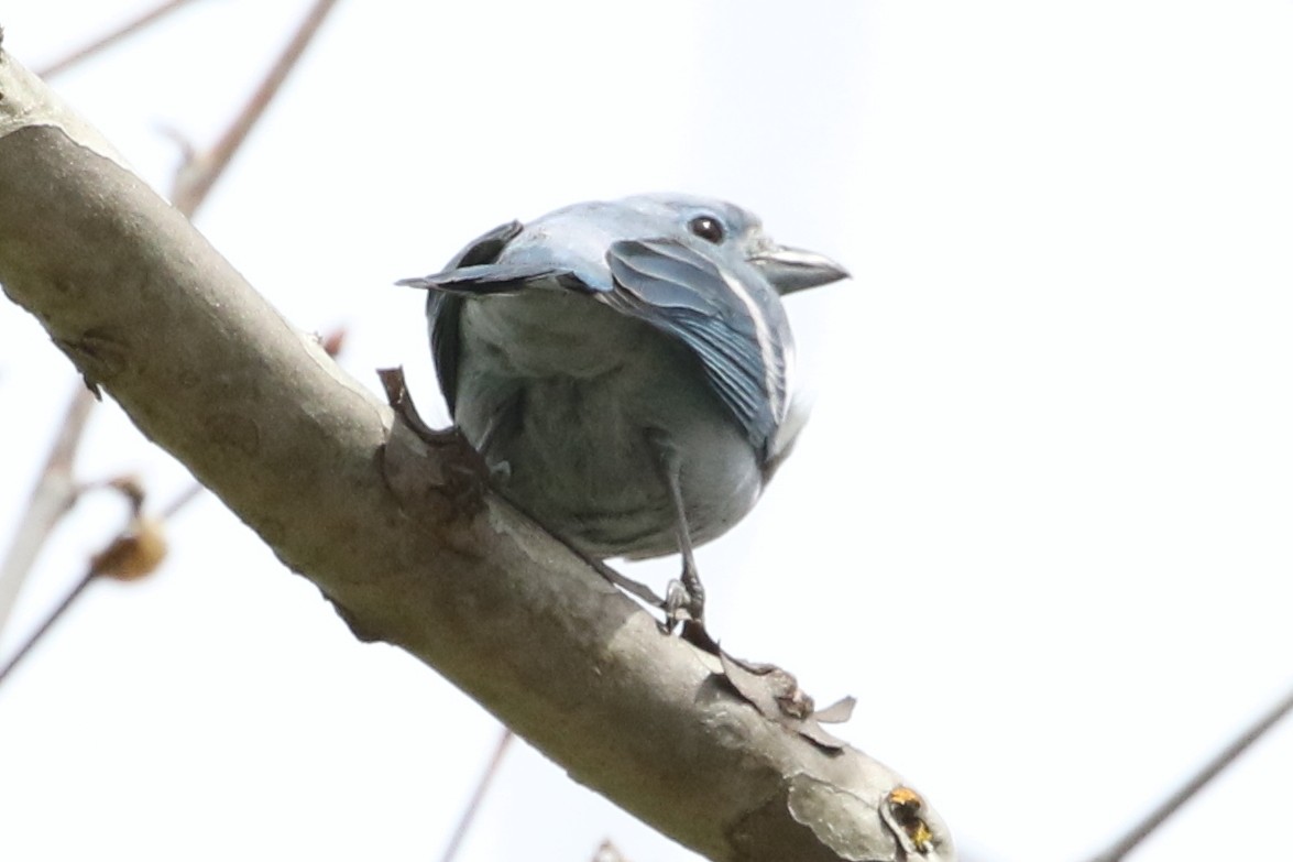 Blue-gray Tanager (White-edged) - ML150468371