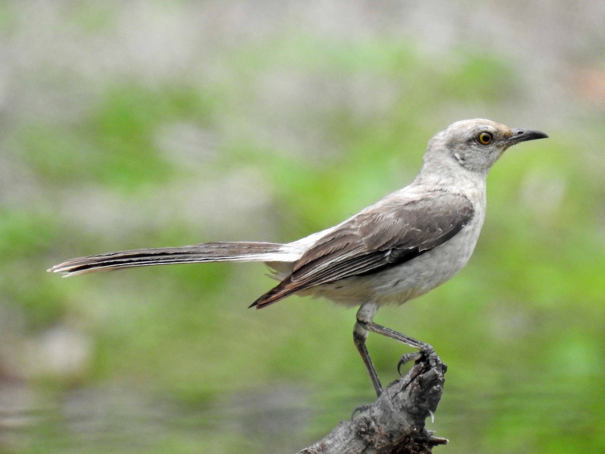 Tropical Mockingbird - Danilo Moreno