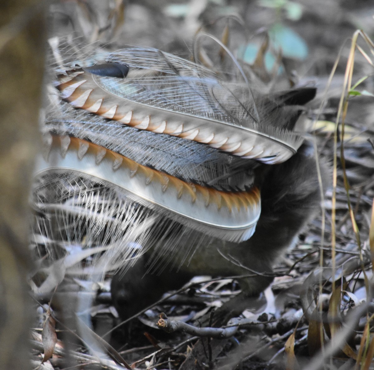 Superb Lyrebird - ML150471621