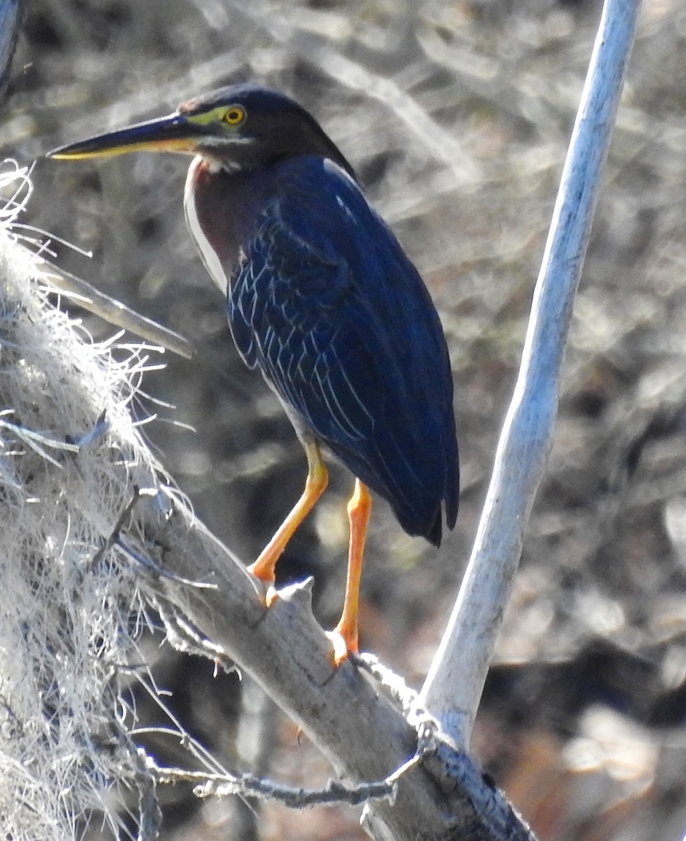 Green Heron - ML150472171