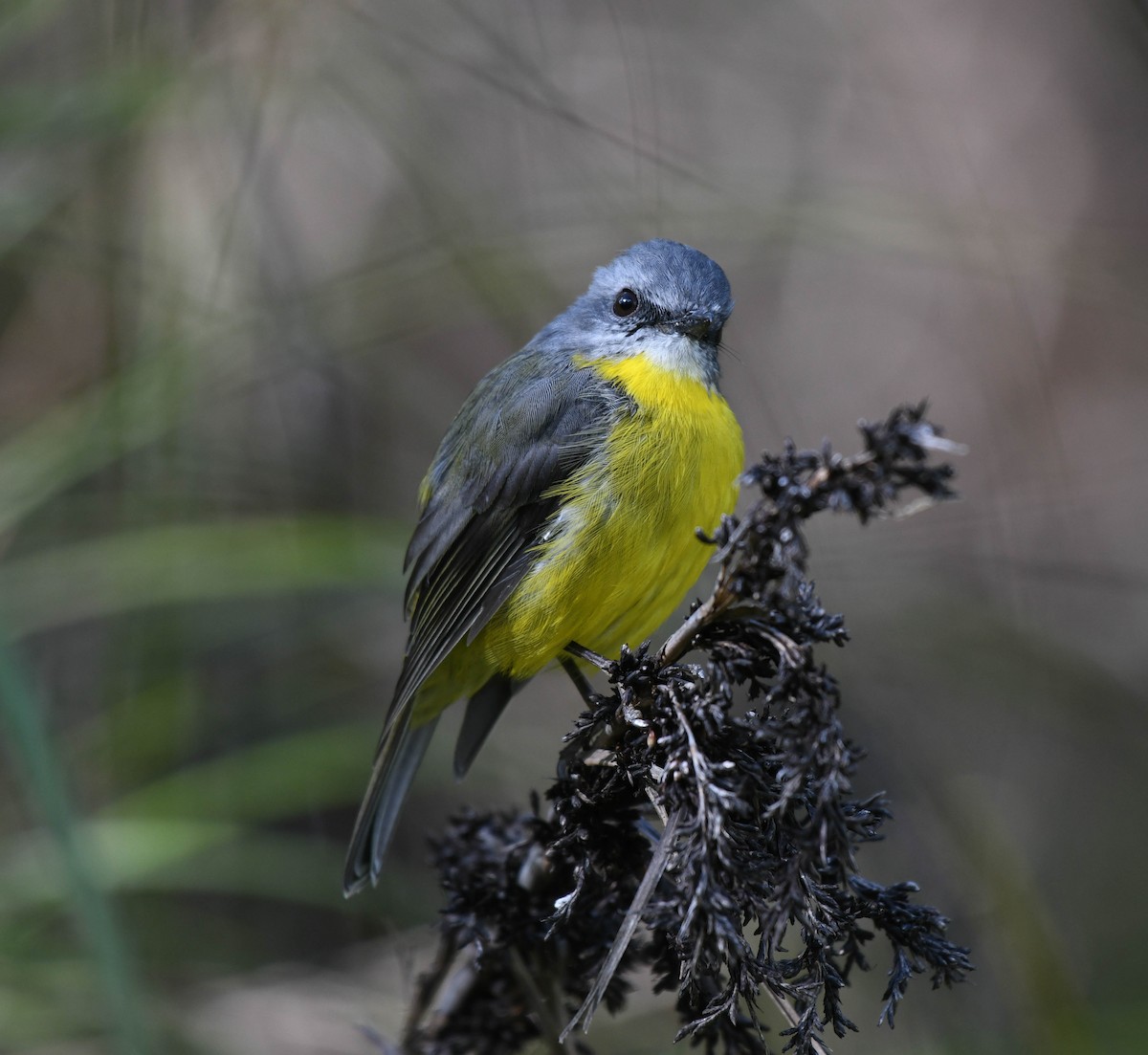 Eastern Yellow Robin - ML150472431