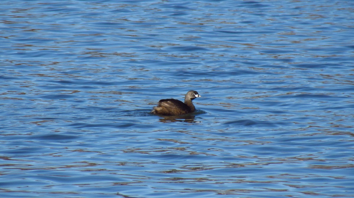 Pied-billed Grebe - ML150474511